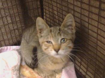 CATALONIA -  Domestic Short Hair Cat for Adoption in Sacramento, California - CATALONIA | PetCurious