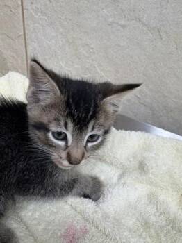 Chesney -  Domestic Short Hair Cat for Adoption in Honolulu, Hawaii - Chesney | PetCurious