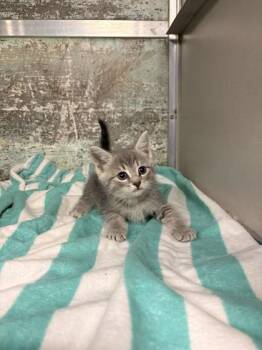 Domestic Short Hair Cats Available for Adoption in Paducah, Kentucky - Daisy | PetCurious