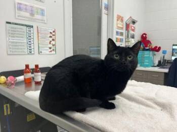 Arya -  Domestic Short Hair Cat for Adoption in Kansas City, Missouri - Arya | PetCurious