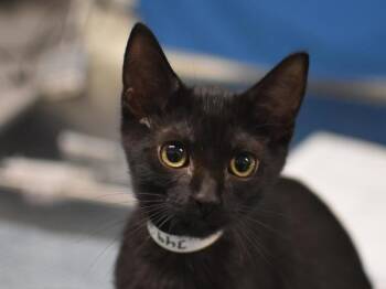 Maggie -  Domestic Short Hair Cat for Adoption in Portland, Oregon - Maggie | PetCurious