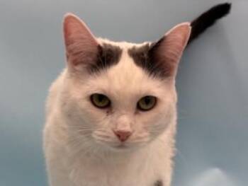 Domestic Short Hair Cats Available for Adoption - Ghost | PetCurious