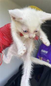 Rescue Domestic Short Hair Cats for Adoption in Houston, Texas - A643651 | PetCurious