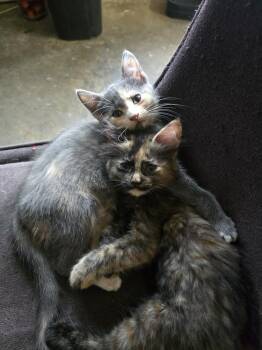 Cymbalta -  Calico and Domestic Short Hair Cat for Adoption in Dallas, Texas - Cymbalta | PetCurious