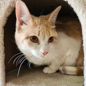 Lorraine -  Domestic Short Hair Cat for Adoption in Las Vegas, Nevada - Lorraine | PetCurious
