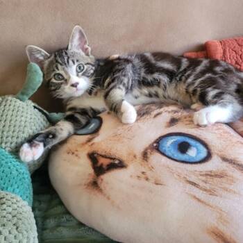 Domestic Short Hair Cats Available for Adoption in Westminster, California - Sleeper | PetCurious
