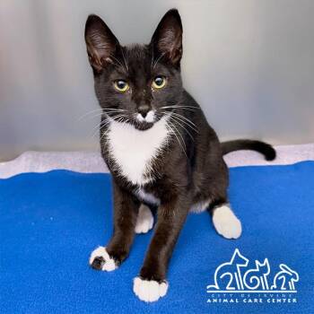 KOA -  Domestic Short Hair Cat for Adoption in Irvine, California - KOA | PetCurious