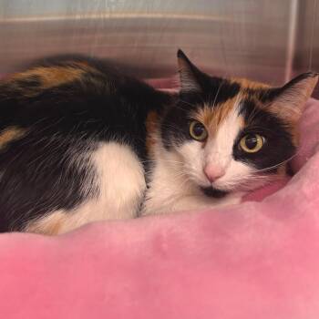 Domestic Short Hair Cats Available for Adoption in Belleville, Illinois - Shyla | PetCurious