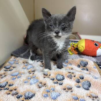 Sizzle -  Domestic Short Hair Cat for Adoption in Hinesville, Georgia - Sizzle | PetCurious