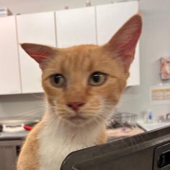 Lillie -  Domestic Short Hair Cat for Adoption in Manhattan, Kansas - Lillie | PetCurious