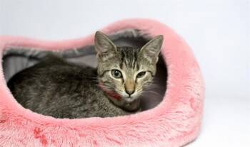 CHARMMY -  Domestic Short Hair Cat for Adoption in Fort Lauderdale, Florida - CHARMMY | PetCurious