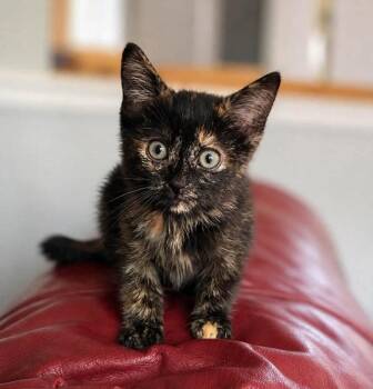 Sassy -  Tortoiseshell Cat for Adoption in Knoxville, Tennessee - Sassy | PetCurious