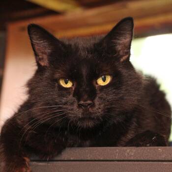 Rescue Domestic Medium Hair Cats for Adoption in Harrisburg, Pennsylvania - Panda - $25 Adoption Fee | PetCurious