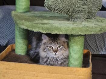 Rescue Domestic Medium Hair Cats for Adoption in Hagerstown, Maryland - BEAN | PetCurious