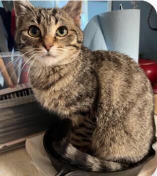 Tabby Cats Available for Adoption in Johnson City, Tennessee - Oakley | PetCurious
