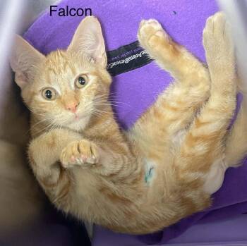 Felcon -  Tabby Cat for Adoption in Wyandotte, Michigan - Felcon | PetCurious