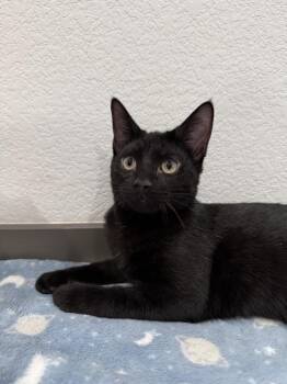 Midnight -  Domestic Short Hair Cat for Adoption in Las Vegas, Nevada - Midnight | PetCurious