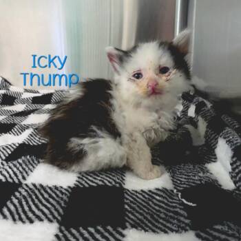 Icky Thump -  Domestic Long Hair Cat for Adoption in Parkersburg, West Virginia - Icky Thump | PetCurious