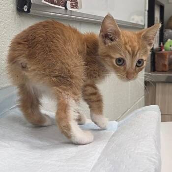 Carrabbas -  Domestic Short Hair Cat for Adoption in Chattanooga, Tennessee - Carrabbas | PetCurious