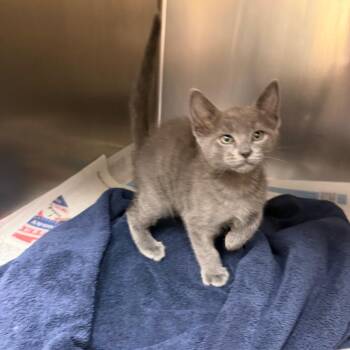 Polar Bear -  Domestic Short Hair Cat for Adoption in Corpus Christi, Texas - Polar Bear | PetCurious