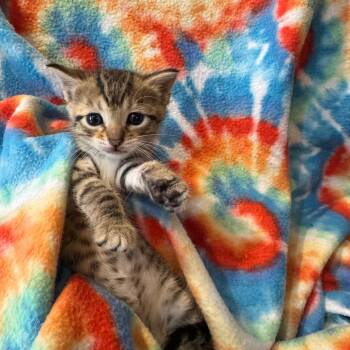 Brinkley -  Domestic Short Hair Cat for Adoption in Bulverde, Texas - Brinkley | PetCurious