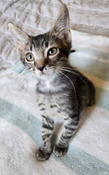 Rescue Tabby Cats for Adoption in Fresno, California - Pepsi | PetCurious