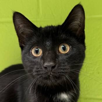 Rescue Domestic Short Hair Cats for Adoption in Oakville, Ontario - Mimi | PetCurious