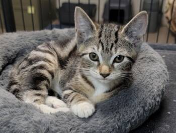Domestic Short Hair Cats Available for Adoption - Annie | PetCurious