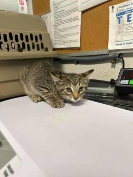 Domestic Short Hair Cats Available for Adoption in Bolivar, Missouri - Emmy Demmy Dong | PetCurious