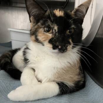 Domestic Medium Hair Cats Available for Adoption - Ruby | PetCurious