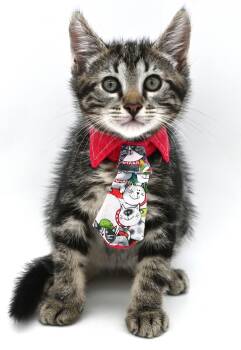 Hershey (Fluffy Gentleman) -  Tabby Cat for Adoption in Mobile, Alabama - Hershey (Fluffy Gentleman) | PetCurious
