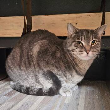 Domestic Short Hair Cats Available for Adoption in Las Vegas, Nevada - Amelia | PetCurious