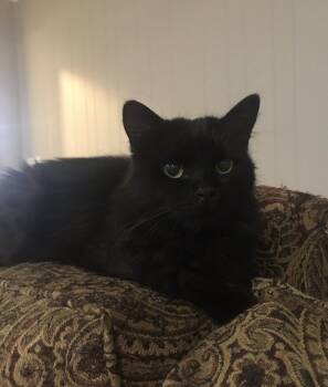 Rescue Domestic Medium Hair Cats for Adoption in Greenville, South Carolina - Nikki | PetCurious