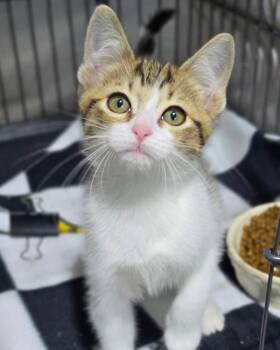 Waffle -  Domestic Short Hair Cat for Adoption in Novato, California - Waffle | PetCurious