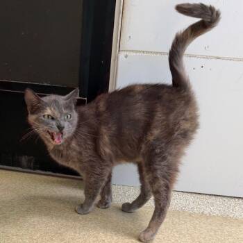 Domestic Short Hair Cats Available for Adoption in Riverwoods, Illinois - Kangaroo | PetCurious