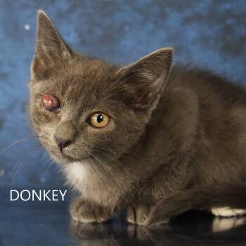 Rescue Domestic Short Hair Cats for Adoption in Yuma, Arizona - Donkey | PetCurious