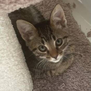Domestic Short Hair Cats Available for Adoption in Fayetteville, Georgia - Smokey (adopt With Blaze) | PetCurious