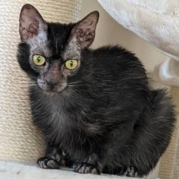 PRINCESS VIVI -  Lykoi Cat for Adoption in Kenosha, Wisconsin - PRINCESS VIVI | PetCurious