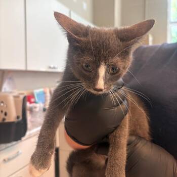 MooreKitten1 -  Domestic Short Hair Cat for Adoption in Huntington, West Virginia - MooreKitten1 | PetCurious