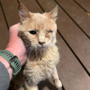 Domestic Short Hair Cats Available for Adoption in Rochester, Minnesota - Moon | PetCurious