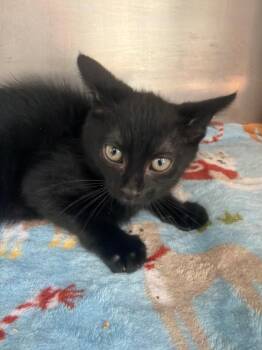 Snowball -  Domestic Short Hair Cat for Adoption in Pomona, New York - Snowball | PetCurious