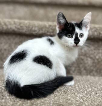 Madison -  Domestic Short Hair Cat for Adoption in Lawrenceville, Georgia - Madison | PetCurious