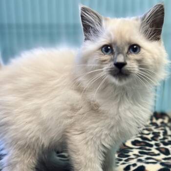 Domestic Long Hair and Siamese Cats Available for Adoption in Enid, Oklahoma - Angel (Lock) | PetCurious