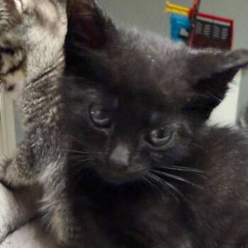 Domestic Short Hair Cats Available for Adoption in La Grange, Kentucky - Pine | PetCurious