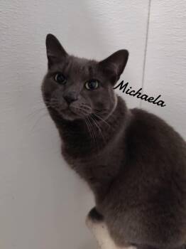 Rescue Domestic Short Hair Cats for Adoption in Naugatuck, Connecticut - Michaela | PetCurious