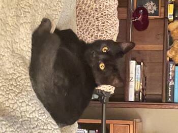 Rescue Domestic Medium Hair Cats for Adoption in Chicopee, Massachusetts - Tallinn & Riga | PetCurious