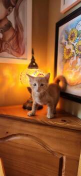 Zaffre -  Domestic Short Hair Cat for Adoption in Topeka, Kansas - Zaffre | PetCurious