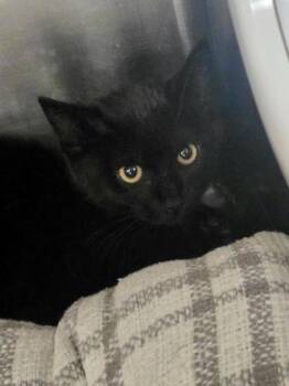 Licorice -  Domestic Short Hair Cat for Adoption in Roseville, California - Licorice | PetCurious