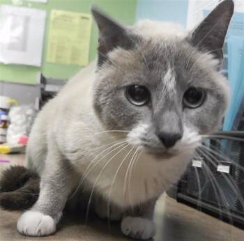 Siamese and Domestic Short Hair Cats Available for Adoption - MARNIE | PetCurious