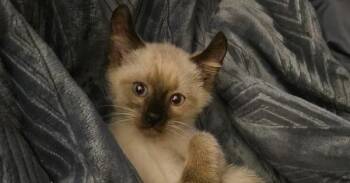 Winston -  Siamese and Domestic Short Hair Cat for Adoption in Richardson, Texas - Winston | PetCurious
